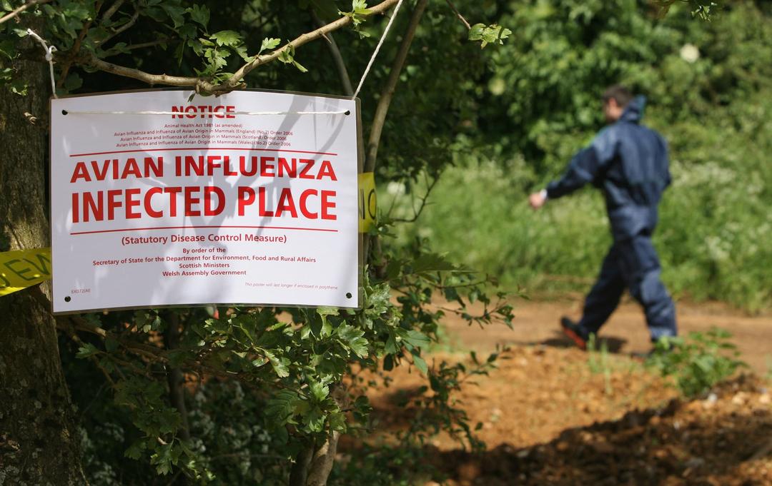 First Human Death From Bird Flu Strain Recorded in Mexico
